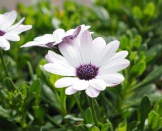 fleur Osteospermum entretien