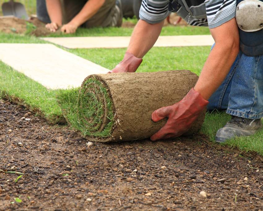 Comment faire le bon choix pour son herbe - WikiAgri - Actualité