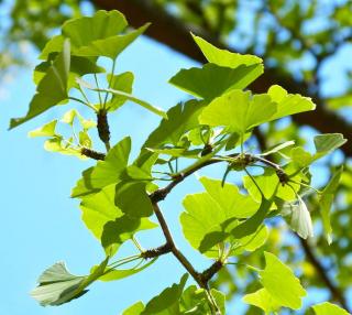 ginkgo feuille