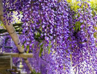 glycine wisteria