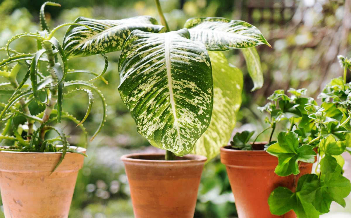 Soignez vos plantes d'intérieur en hiver - Gamm vert