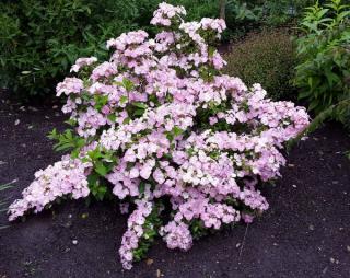 hortensia-french-bolero