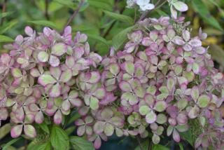 hortensia-paniculata-pastel-green