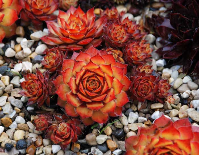 Les joubarbes, des succulentes hyper faciles à cultiver et très