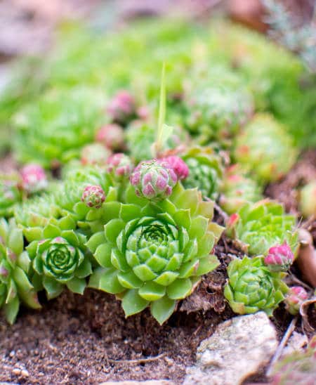 Les joubarbes, des succulentes hyper faciles à cultiver et très