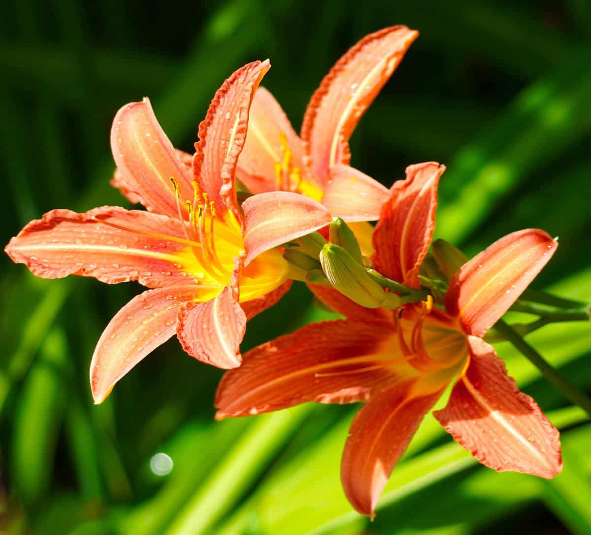 Lys : des fleurs superbes pleines de vertus