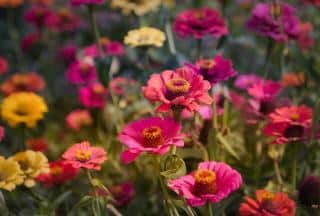 Semis de zinnia en massif