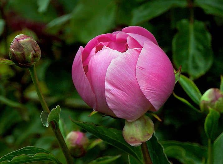 Pivoine : plantation et entretien pour une belle floraison