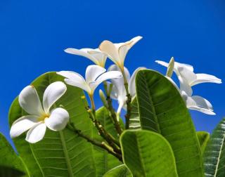 plumeria en exterieur