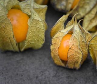 quand recolter le physalis