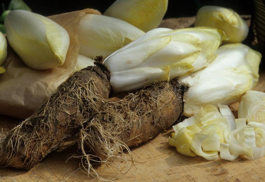 recolte endive