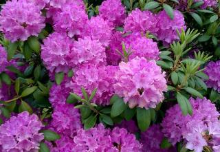 rhododendron dans un jardin