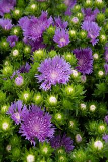 stokesia laevis - aster de chine - bleuet d'amérique