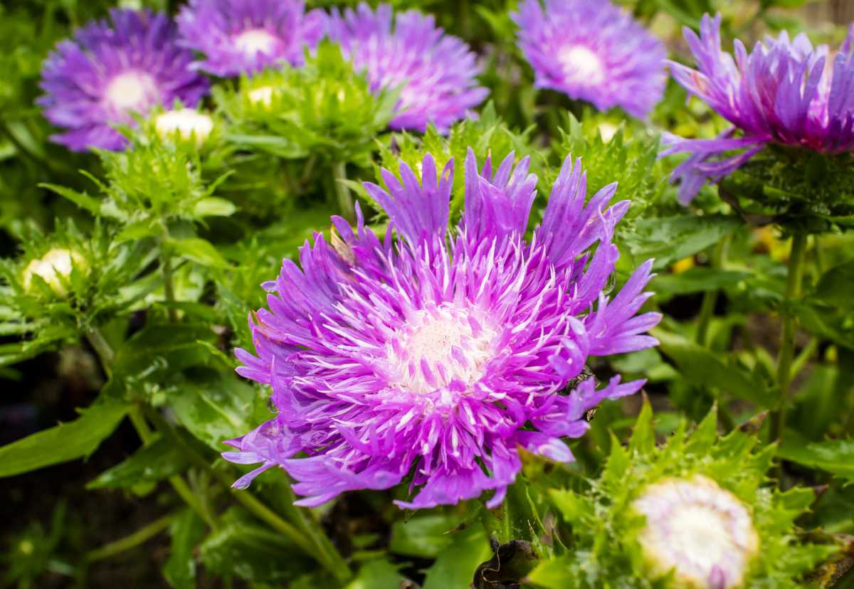 stokesia laevis - bleuet d'amérique - aster de chine