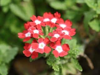 verveine vivace entretien - verbena