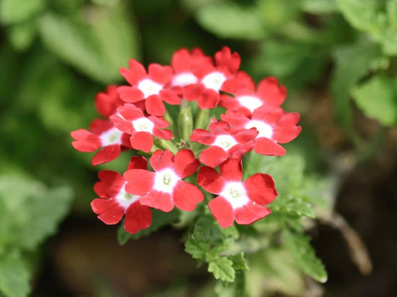 VERVEINE retombante 'Bleue' - Plante annuelle