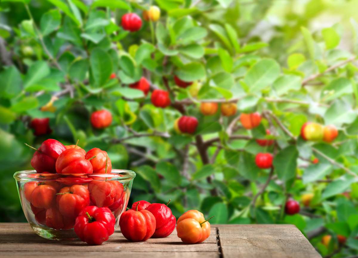 Acerola