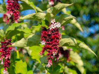 Arbre aux faisans - Leycesteria formosa