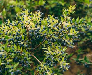 Baie bleu fruit Myrte - myrtus communis