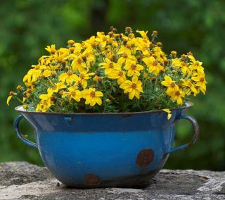 Bidens en pot