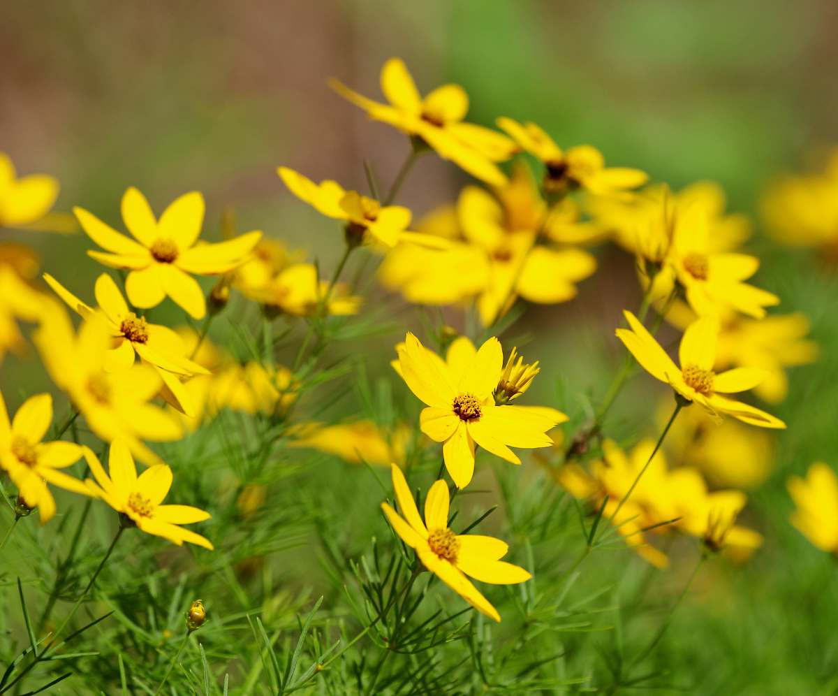 Bidens : plantation, taille et conseils d'entretien