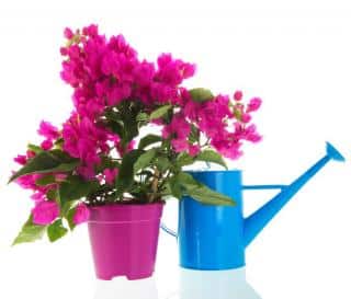 Bougainvillier en pot