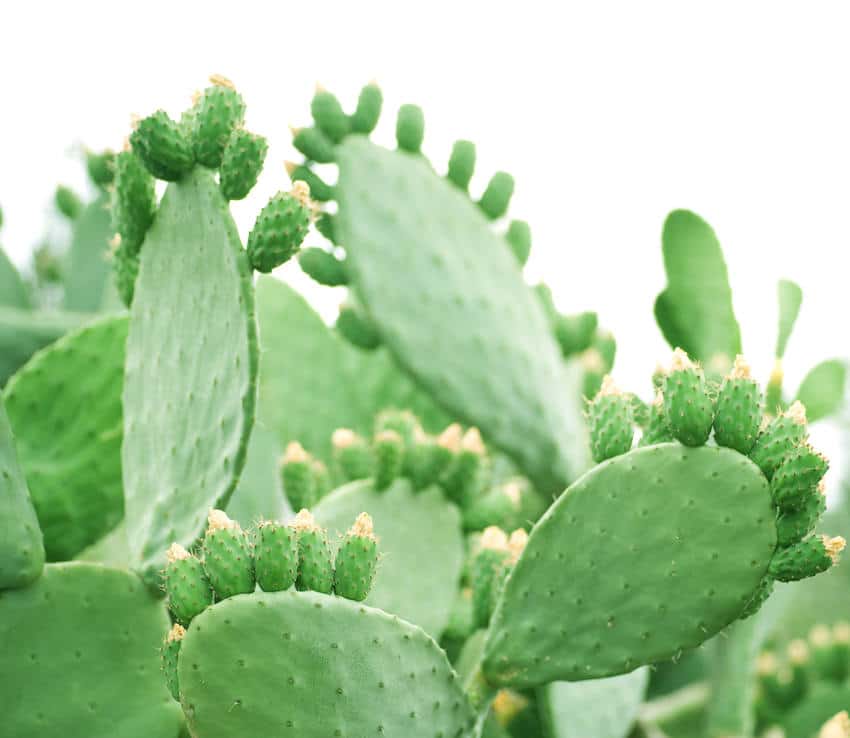 Cactus opuntia