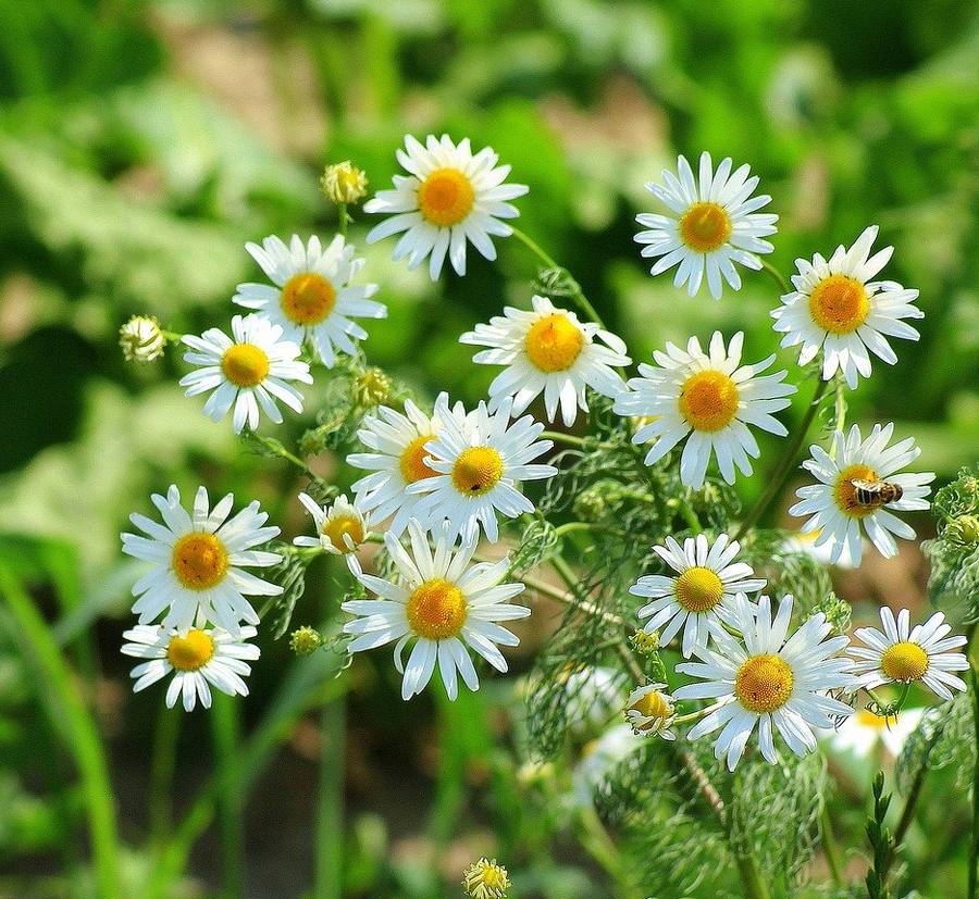 La camomille : une fleur aux multiples bienfaits - Terre Vivante