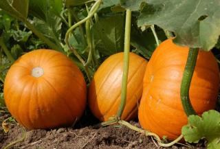 Citrouille potager