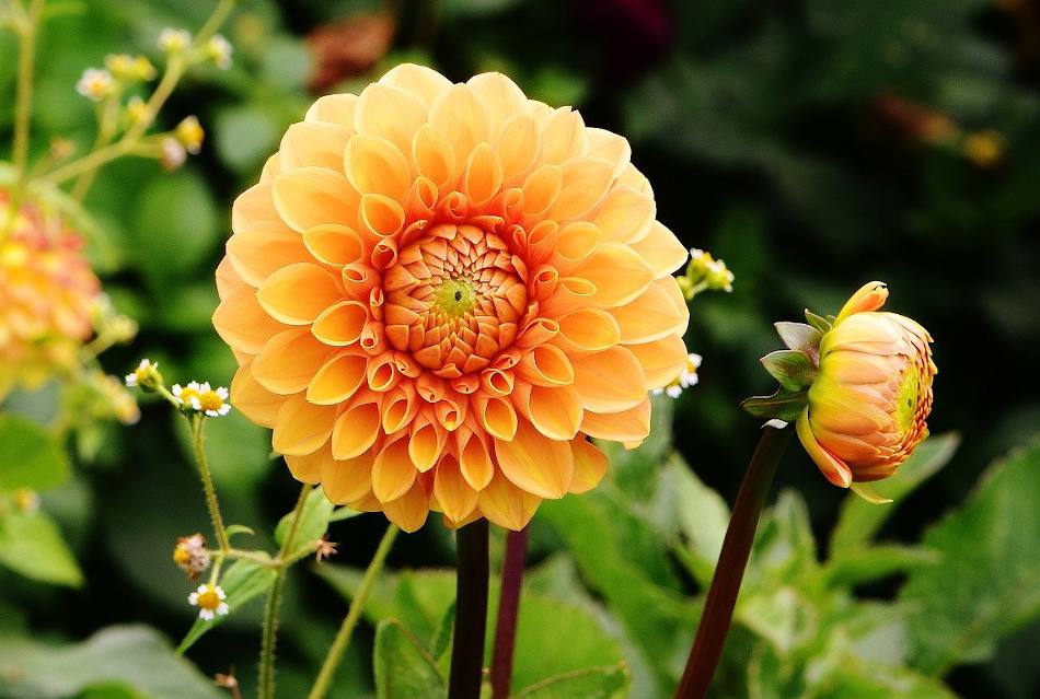 Dahlia : conseils d'entretien du printemps à l'hiver