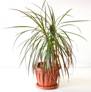 Dracaena marginata : entretien, engrais, arrosage, maladies