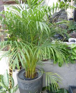 Dypsis lutescens