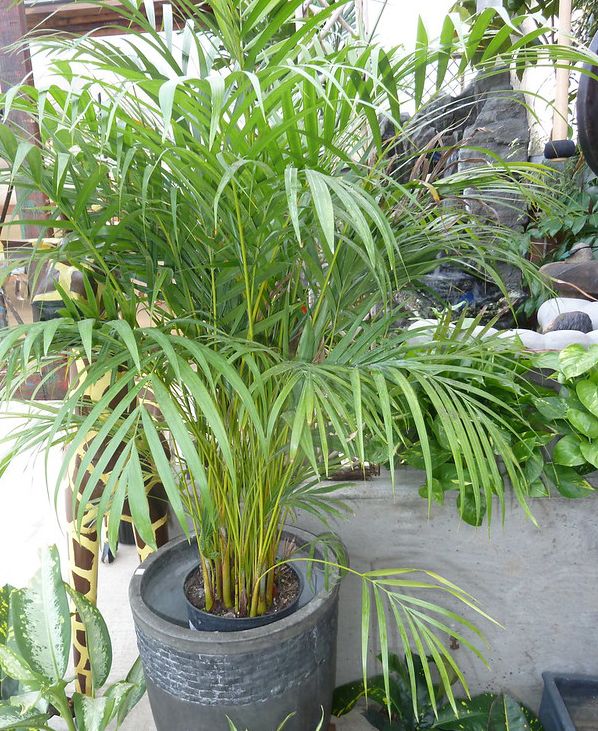 125 cm grande plante en pot noir Purificateur dair naturel Botanicly Plantes vertes d intérieur Palmier multipliant Areca dypsis lutescens