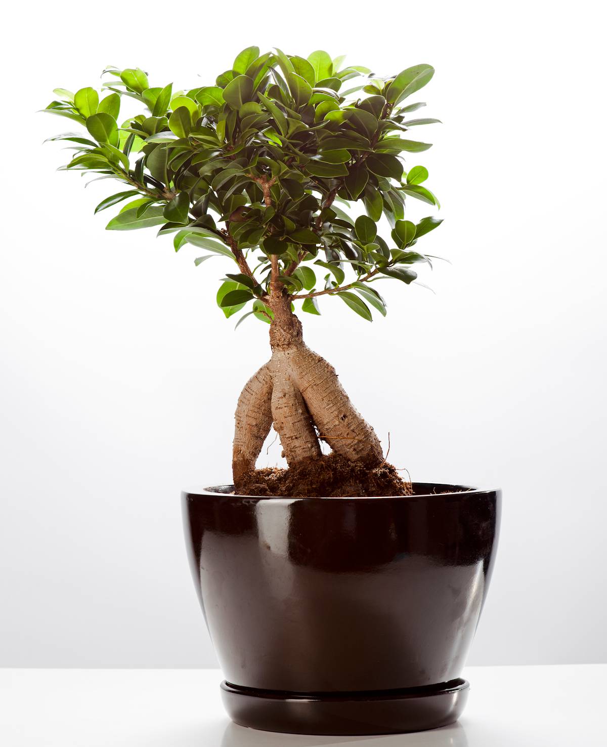 renovere fort At tilpasse sig Ficus ginseng : taille, arrosage et conseil d'entretien