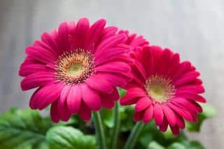 Gerbera