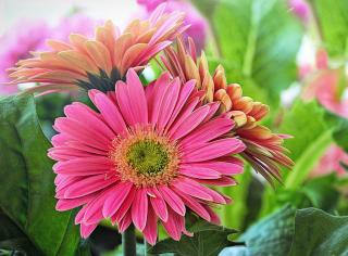 Gerbera entretien