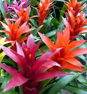 Guzmania exposition