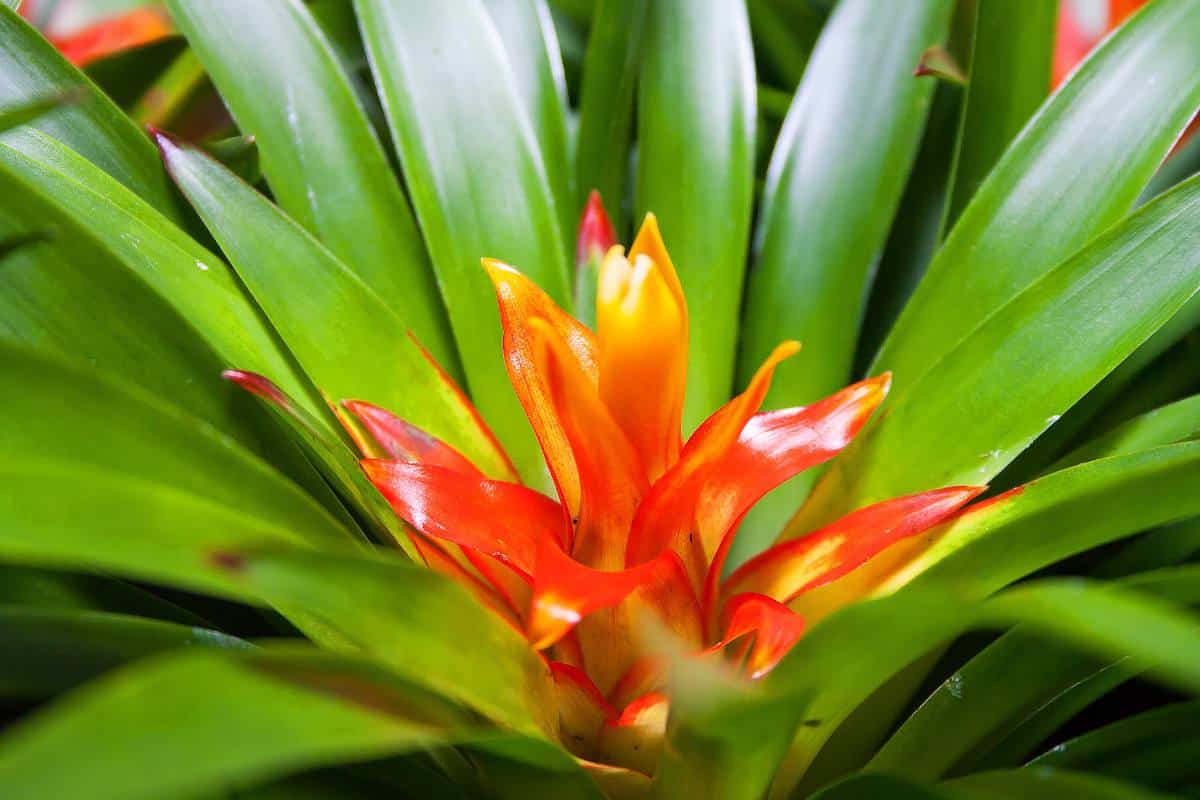 Guzmania : rempotage, arrosage et conseils d'entretien