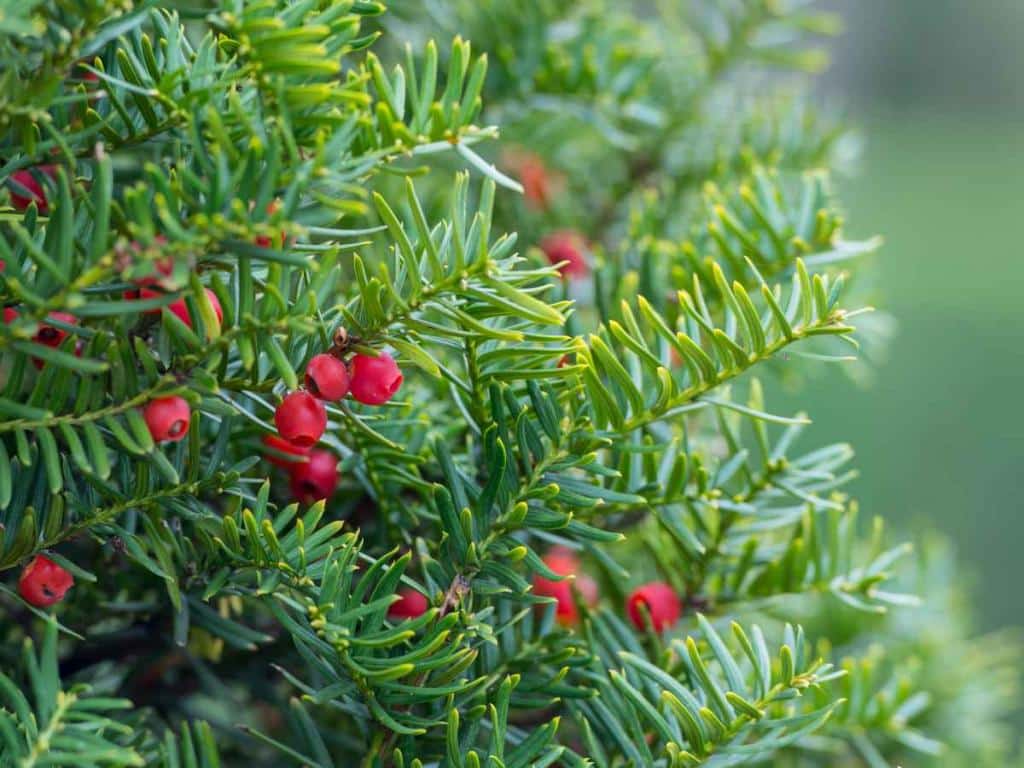 If - Taxus baccata