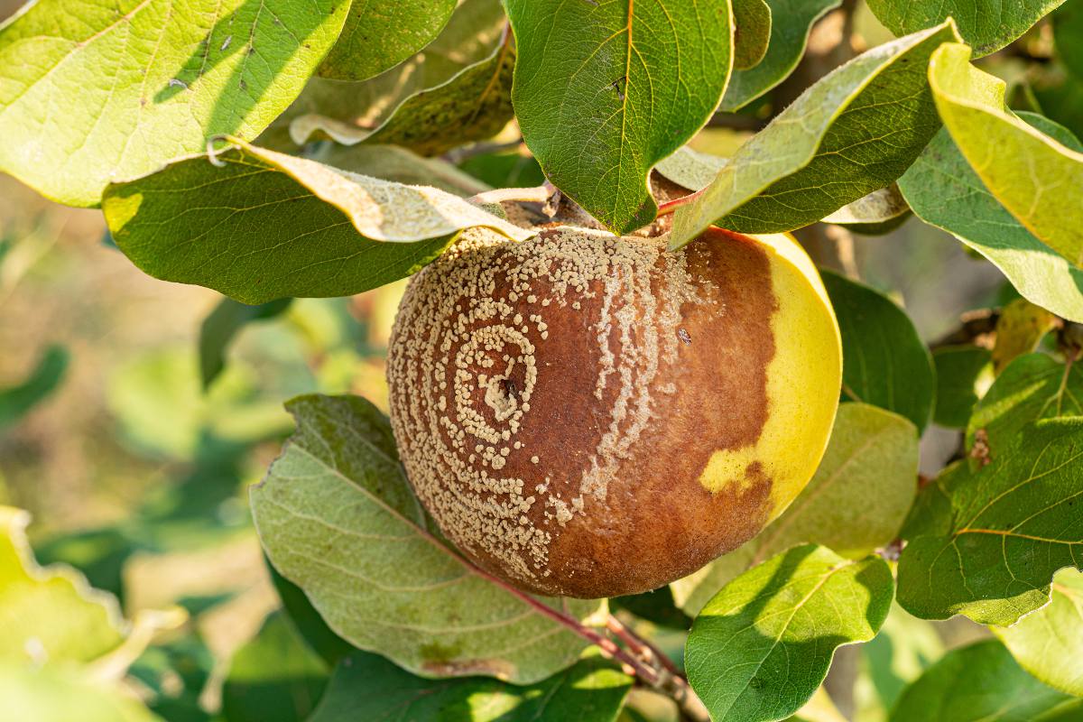 Monilia Monilinia - fruit qui pourrit sur arbre