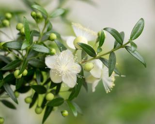 Myrte - myrtus communis