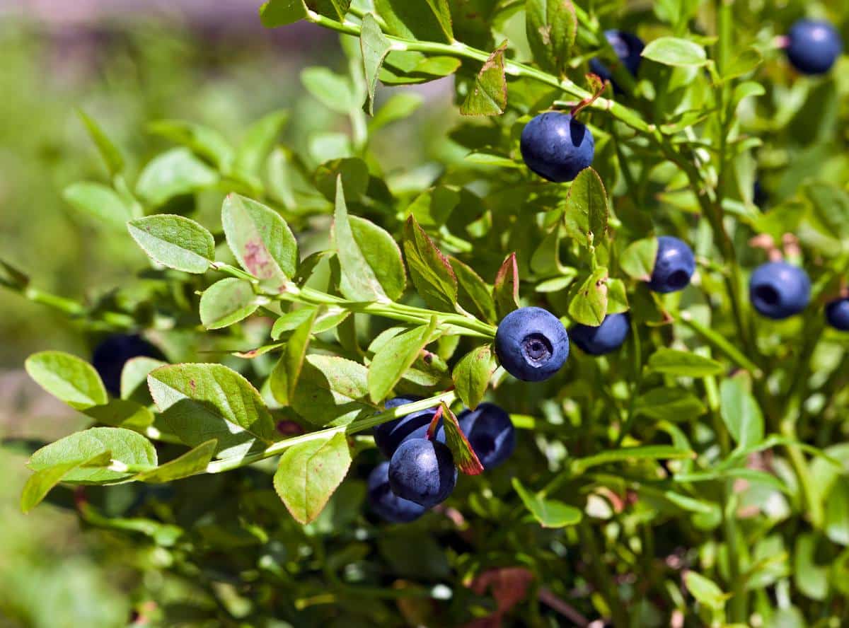 Arbres fruitiers : bien choisir, planter, tailler et récolter les