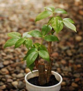 Plantation d'un Pachira en pot