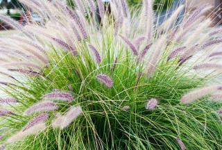 Pennisetum