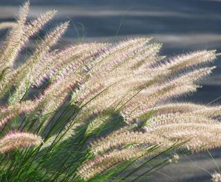 Pennisetum plantation