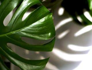 Philodendron-entretien