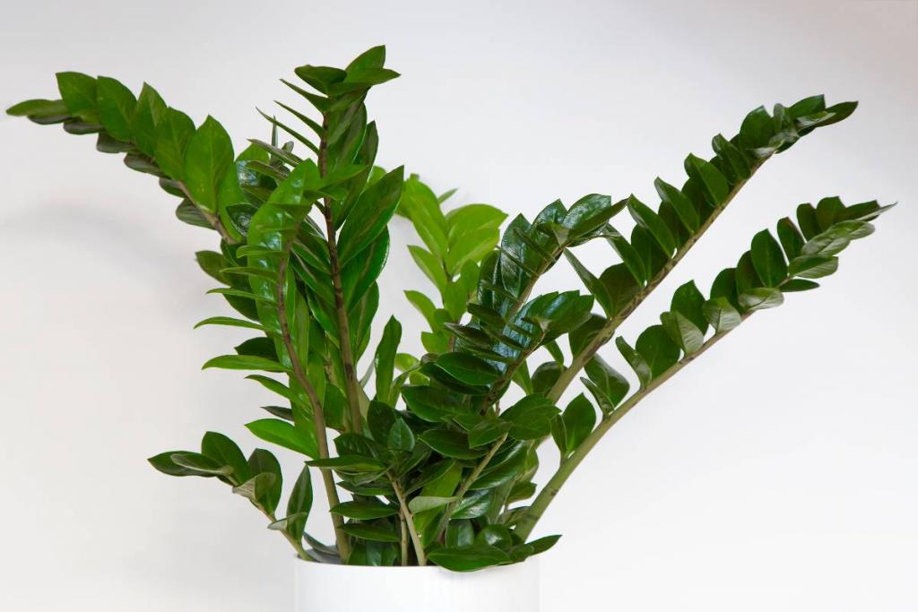 Zamioculcas plante entretien