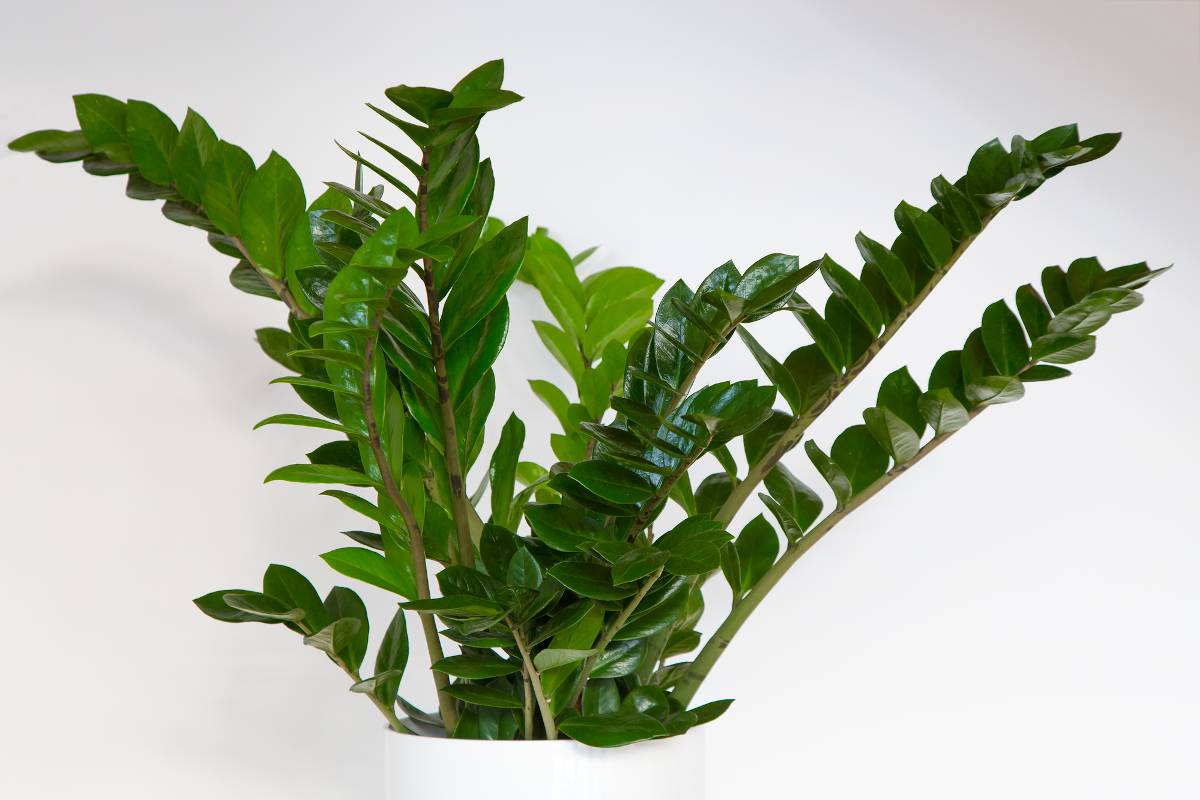 Zamioculcas plante entretien