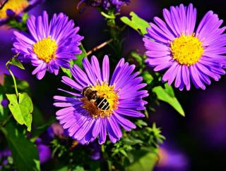 abeille sur un aster en fleur