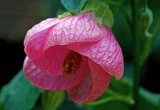 abutilon fleur